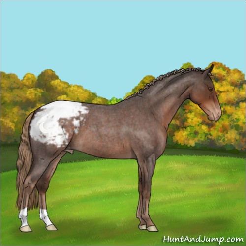 Horse Color:Liver Red Roan Appaloosa 