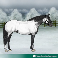 Horse Color:Black Appaloosa