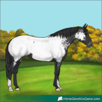 Horse Color:Black Appaloosa 