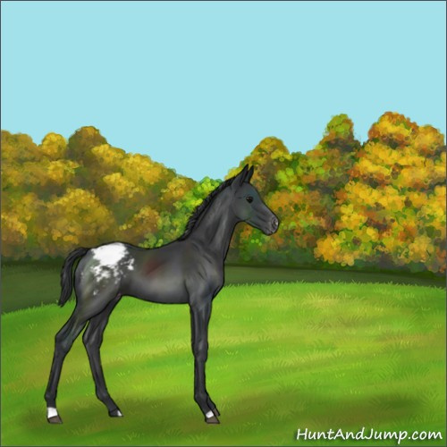 Horse Color:Black Appaloosa