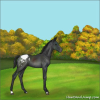 Horse Color:Black Appaloosa 