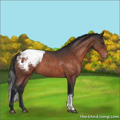 Horse Color:Brown Roan Snowcap 