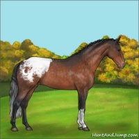 Horse Color:Brown Roan Appaloosa 