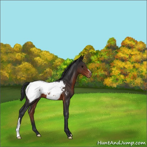 Horse Color:Brown Appaloosa
