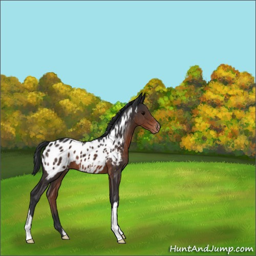 Horse Color:Brown Appaloosa 