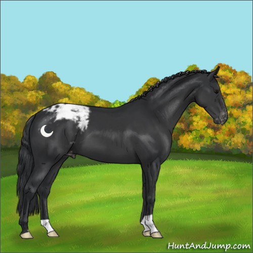 Horse Color:Black Appaloosa 