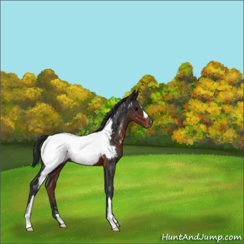 Horse Color:Brown Appaloosa