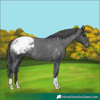 Horse Color:Black Appaloosa 