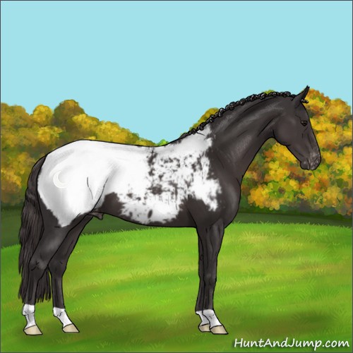 Horse Color:Smoky Black Appaloosa 