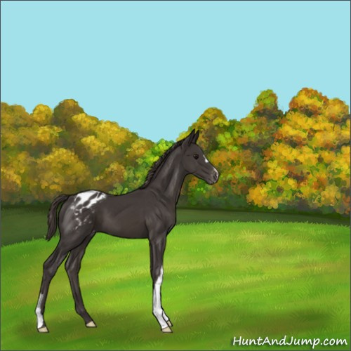 Horse Color:Smoky Black Appaloosa 