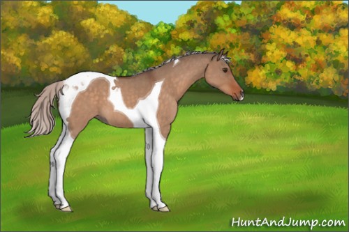 Horse Color:Silver Brown Roan Dun Tobiano 