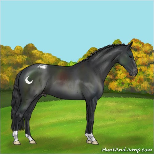 Horse Color:Black Appaloosa 