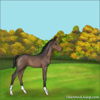 Horse Color:Brown Roan