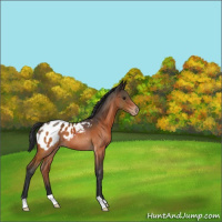 Horse Color:Brown Appaloosa 