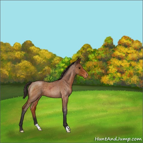 Horse Color:Buckskin Roan Appaloosa 