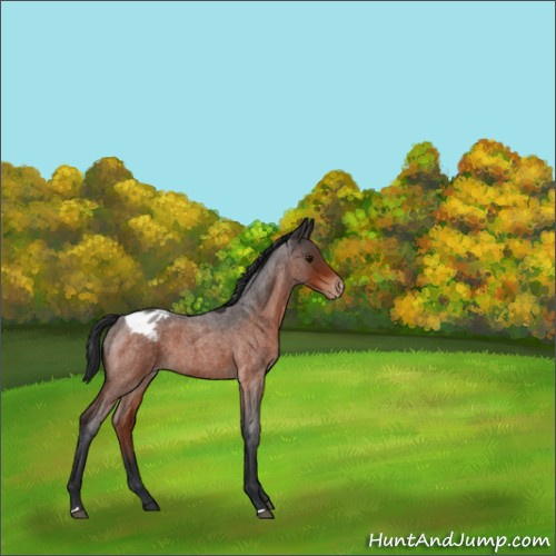 Horse Color:Bay Roan Appaloosa 