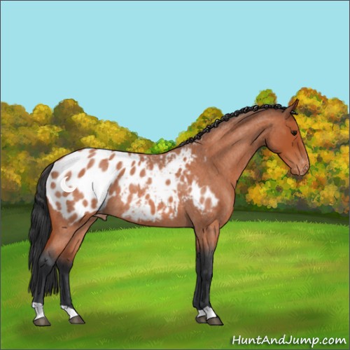 Horse Color:Bay Roan Appaloosa 