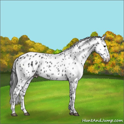 Horse Color:Black Appaloosa 