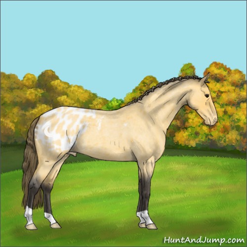 Horse Color:Buckskin Roan Appaloosa 
