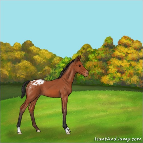 Horse Color:Bay Roan Appaloosa 