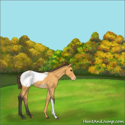 Horse Color:Buckskin Appaloosa 