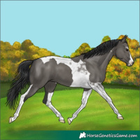 Horse Color:Grullo Sabino Tobiano