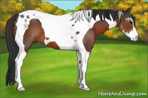 Horse Color:Brown Sabino Tobiano 