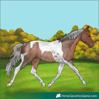 Horse Color:Silver Brown Roan Tobiano Rabicano