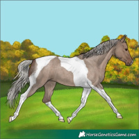 Horse Color:Silver Grullo Roan Tobiano 