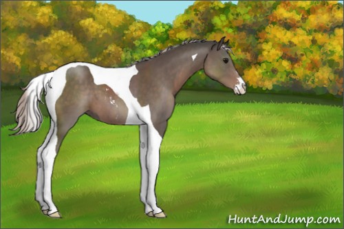 Horse Color:Silver Black Sabino Tobiano 