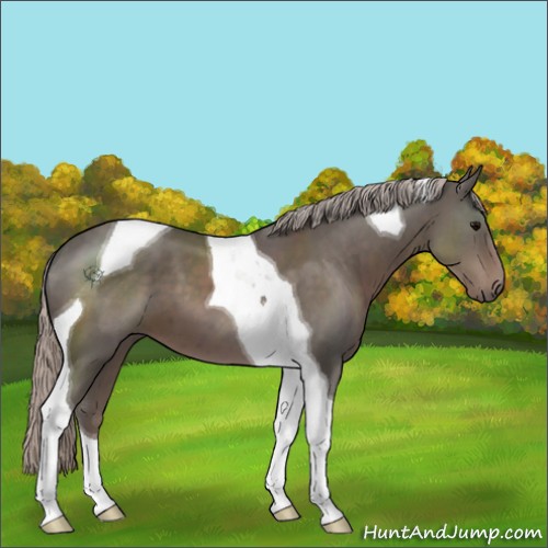Horse Color:Silver Black Sabino Tobiano 
