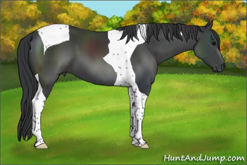 Horse Color:Black Tobiano 