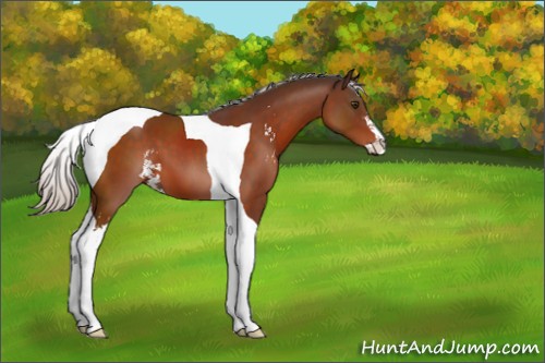 Horse Color:Silver Brown Sabino Tobiano 