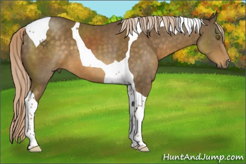 Horse Color:Chocolate Palomino Tobiano 