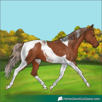 Horse Color:Chestnut Tobiano