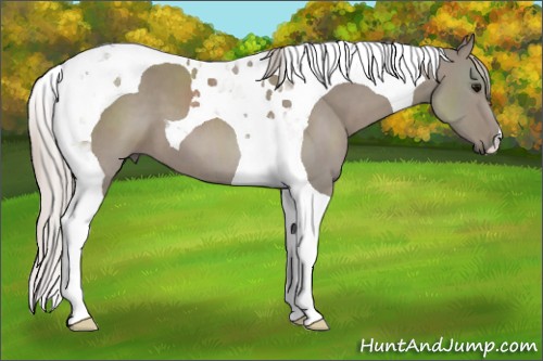 Horse Color:Silver Grullo Tobiano 