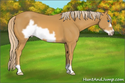 Horse Color:Palomino Frame 