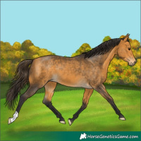 Horse Color:Buckskin