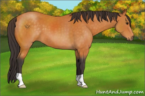 Horse Color:Buckskin 