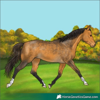 Horse Color:Buckskin 