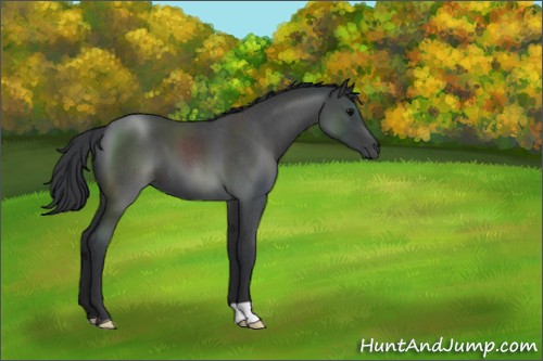 Horse Color:Blue Roan 