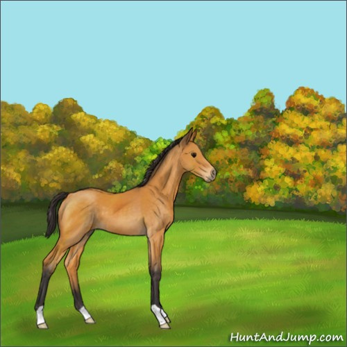 Horse Color:Buckskin 