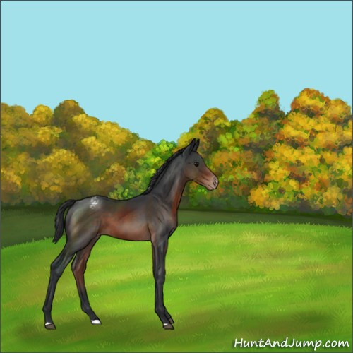 Horse Color:Brown Appaloosa 