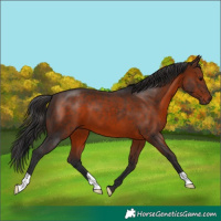 Horse Color:Brown 