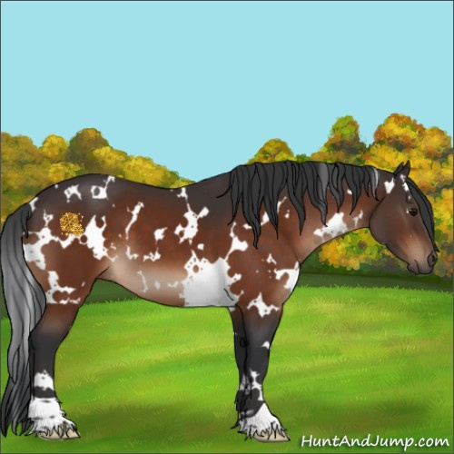 Horse Color:White Spotted Bay 