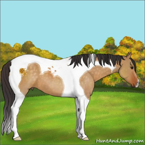 Horse Color:Buckskin Dun Tobiano 