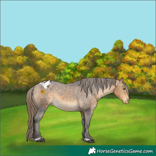 Horse Color:Buckskin Appaloosa 