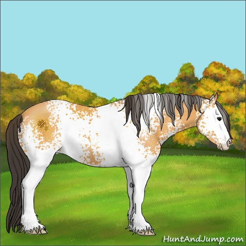 Horse Color:White Spotted Buckskin 
