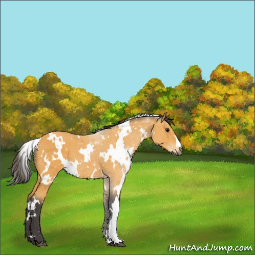 Horse Color:White Spotted Buckskin 