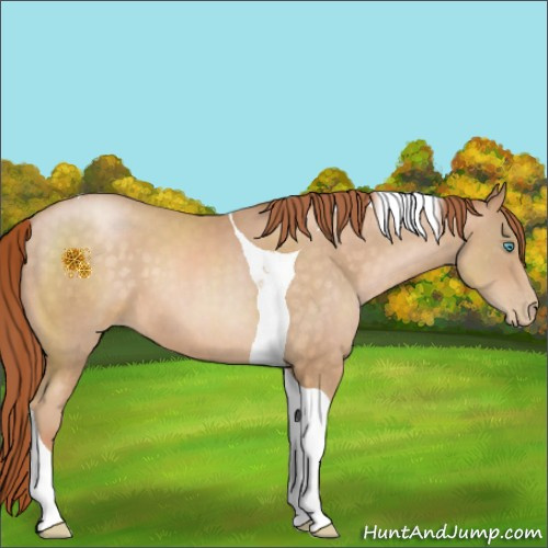 Horse Color:Buckskin Pearl Tobiano 